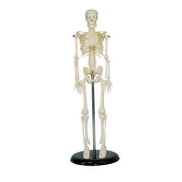 Réplica de esqueleto humano a gran escala